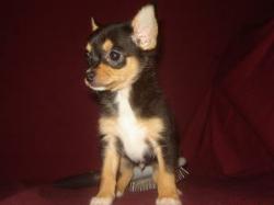 chihuahua puppy long island