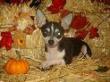 chihuahua puppies new york