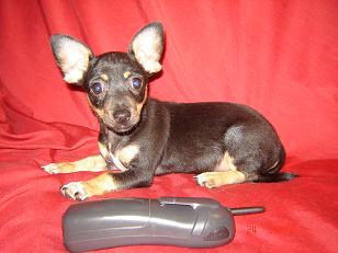 chihuahua for sale
