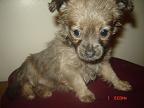 chihuahua puppy long island