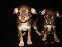 chihuahua puppies new york