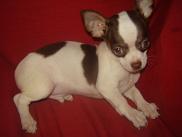 chihuahua long island